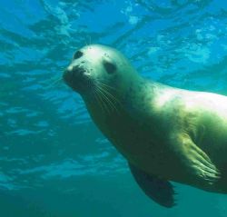 Another Scilly seal - ambient light and d70s with 12-24mm... by Malcolm Nimmo 